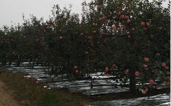 L'agricoltura di Flective di larghezza 20-2300mm melo ha metallizzato il film di CPP