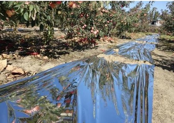 Serra di melo film di agricoltura di 12 micron biodegradabile