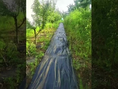 PP ad alta permeabilità UV tappeto antierba nero e verde tessuto agricolo