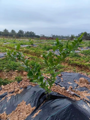 90 grammi di tessuto antierba ecologico per copertura del terreno, tessuto paesaggistico a membrana 3ftx50ft