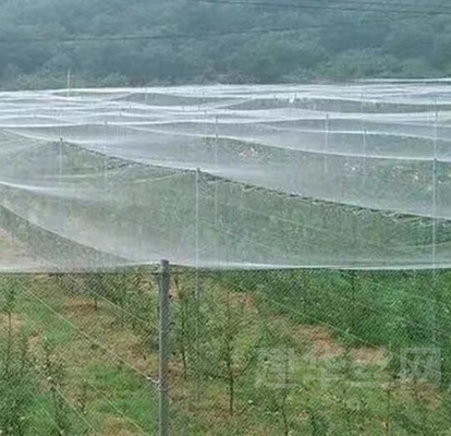 Rete anti-uccelli in plastica PE ingrandita spessita in serra rete di allevamento agricola rete anti-insetto in vigneto