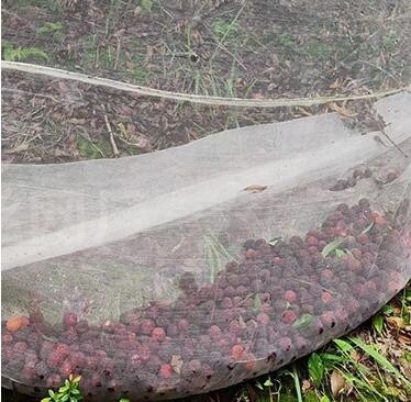 Verde personalizzato insetto protezione insetto rete di coltivazione per alberi da frutto orti casa fabbrica