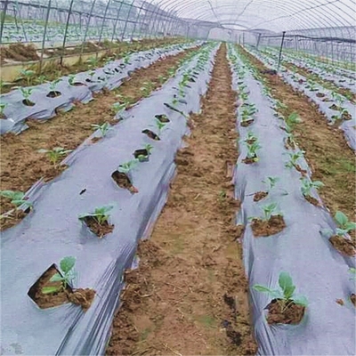 Agricoltura Film di pacciamatura per erbacce Ristagnare la temperatura e la ritenzione di umidità del suolo V6