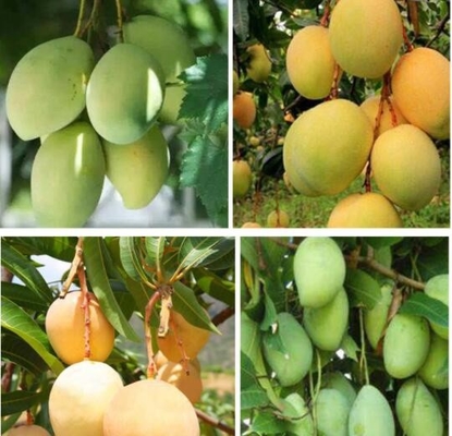 Protezione di frutticoltura del Vietnam che avvolge il sacco di carta del mango impermeabile
