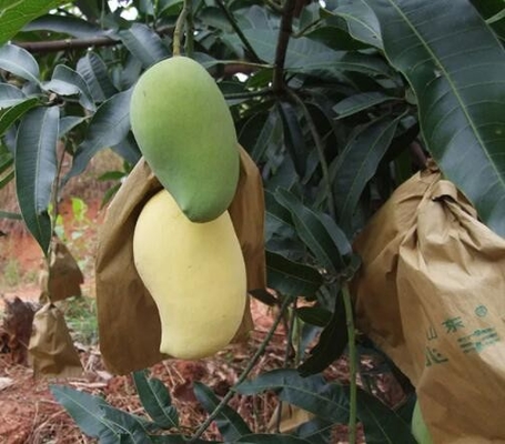 La copertura impermeabile del mango insacca la borsa della protezione della frutta per l'introduzione sul mercato dello Sri Lanka